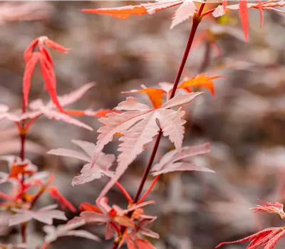 Acer palmatum 'Brandt´s Dwarf' Acer palmatum 'Brandt´s Dwarf'