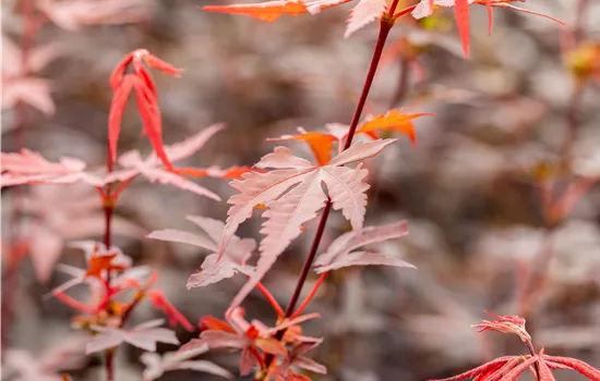Acer palmatum 'Brandt´s Dwarf'