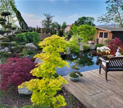 Acer shirasawanum 'Aureum' Stämmchen Acer shirasawanum 'Aureum' Stämmchen