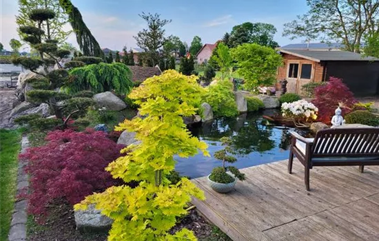 Acer shirasawanum 'Aureum' Stämmchen Acer shirasawanum 'Aureum' Stämmchen