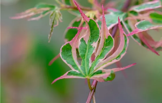 Acer palmatum 'Taylor' Acer palmatum 'Taylor'