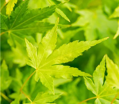 Acer palmatum 'Going Green' Acer palmatum 'Going Green'