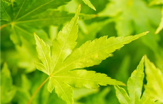 Acer palmatum 'Going Green'
