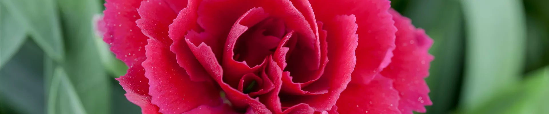 Dianthus caryophyllus