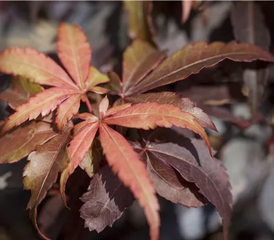 Acer palmatum 'Skeeter's Broom' Stämmchen Acer palmatum 'Skeeter's Broom' Stämmchen