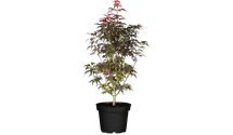 Fächerahorn 'Skeeter's Broom'