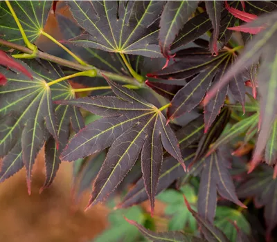 Acer palmatum 'Aratama' Stämmchen Acer palmatum 'Aratama' Stämmchen