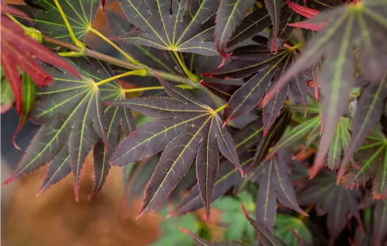 Acer palmatum 'Aratama' Stämmchen Acer palmatum 'Aratama' Stämmchen