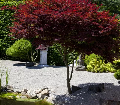 Acer palmatum 'Atropurpureum' Acer palmatum 'Atropurpureum'