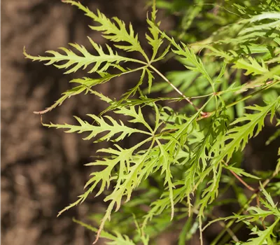 Acer palmatum 'Dissectum Viridis' Acer palmatum 'Dissectum Viridis'