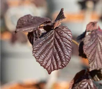 Corylus maxima 'Purpurea' Corylus maxima 'Purpurea'