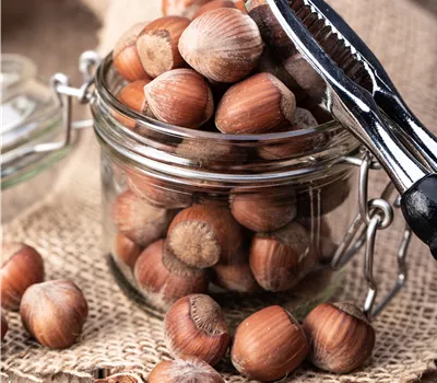 Corylus avellana 'Lombardii' Corylus avellana 'Lombardii'