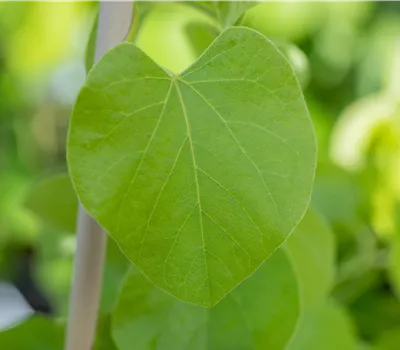 Aristolochia macrophylla Aristolochia macrophylla