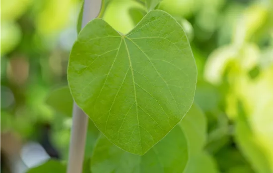 Aristolochia macrophylla Aristolochia macrophylla