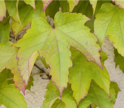 Parthenocissus tricuspidata 'Veitchii'  Parthenocissus tricuspidata 'Veitchii'