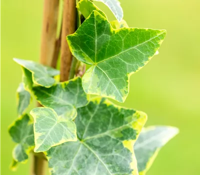 Hedera helix 'Goldchild' Hedera helix 'Goldchild'
