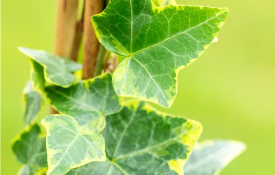 Hedera helix 'Goldchild' Hedera helix 'Goldchild'