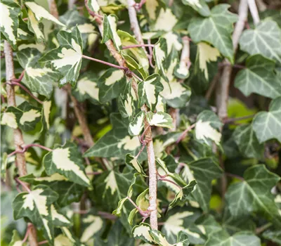 Hedera helix 'Goldheart' Hedera helix 'Goldheart'