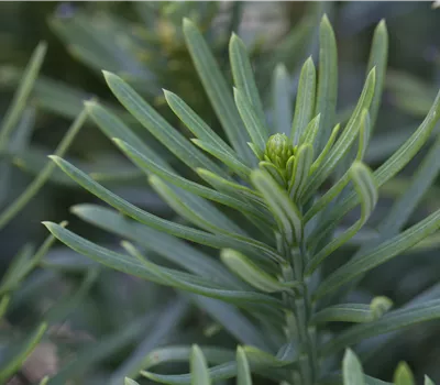 Cephalotaxus harringtonia 'Fastigiata' 