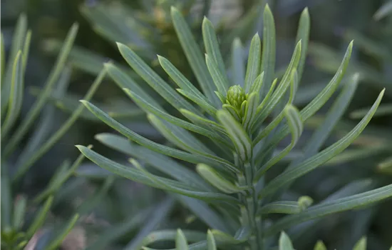 Cephalotaxus harringtonia 'Fastigiata'  Cephalotaxus harringtonia 'Fastigiata'