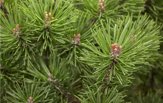 Pinus mugo 'Mops' Pinus mugo 'Mops'