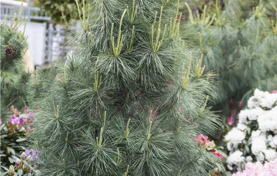 Pinus wallichiana 'Densa Hill' Pinus wallichiana 'Densa Hill'