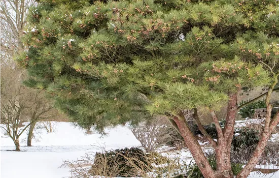 Pinus densiflora 'Low Glow'