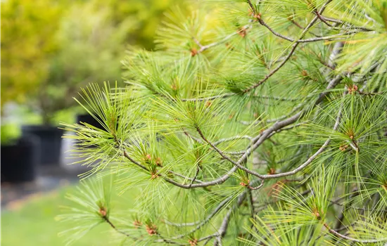 Pinus strobus 'Pendula'