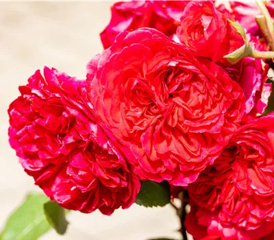 Rosa 'Red Leonardo da Vinci' Rosa 'Red Leonardo da Vinci'