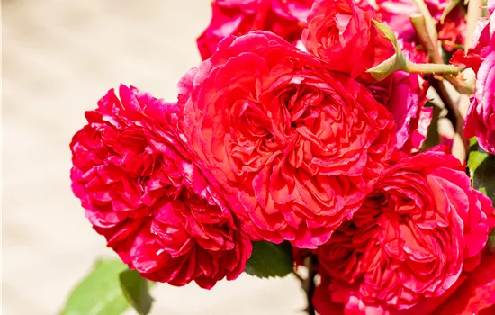 Rosa 'Red Leonardo da Vinci' Rosa 'Red Leonardo da Vinci'