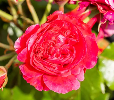 Rosa 'Leonardo da Vinci'® Rosa 'Leonardo da Vinci'®