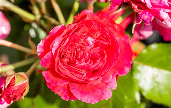 Rosa 'Leonardo da Vinci'® Rosa 'Leonardo da Vinci'®