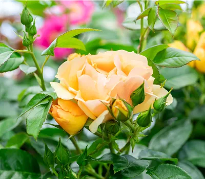 Rosa 'Hansestadt Rostock' Rosa 'Hansestadt Rostock'