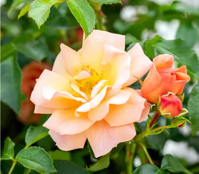 Rosa 'Aprikola' Rosa 'Aprikola'