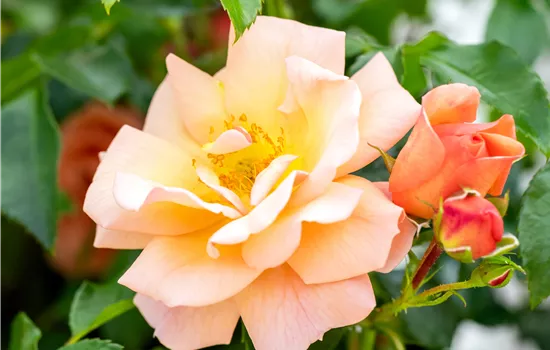 Rosa 'Aprikola' Rosa 'Aprikola'