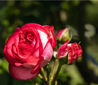 Rosa 'Schöne Koblenzerin' Rosa 'Schöne Koblenzerin'