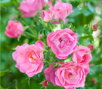 Rosa 'Maxi Vita' Rosa 'Maxi Vita'