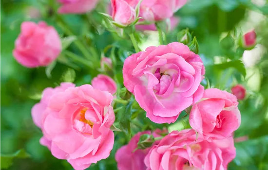 Rosa 'Maxi Vita' Rosa 'Maxi Vita'