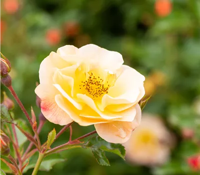 Rosa Bienenweide®Bernstein Rosa Bienenweide®Bernstein