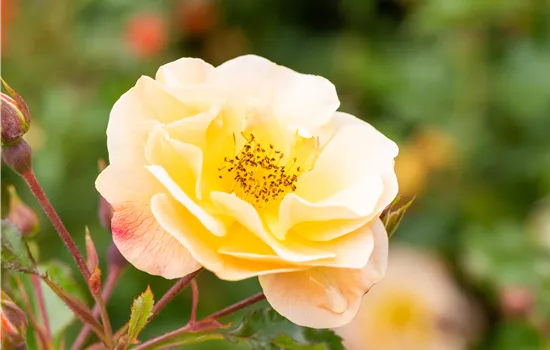 Rosa Bienenweide®Bernstein Rosa Bienenweide®Bernstein