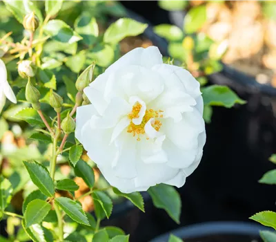 Rosa Bienenweide®Weiß Rosa Bienenweide®Weiß