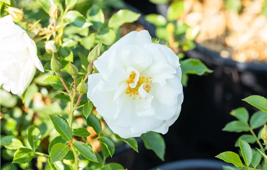 Rosa Bienenweide®Weiß Rosa Bienenweide®Weiß