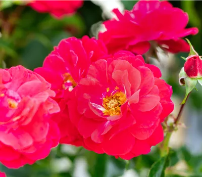 Rosa Bienenweide®Rot Rosa Bienenweide®Rot