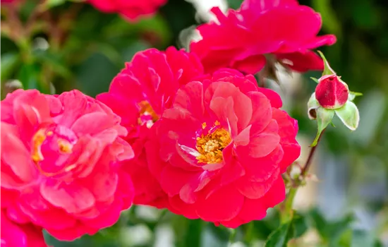 Rosa Bienenweide®Rot Rosa Bienenweide®Rot