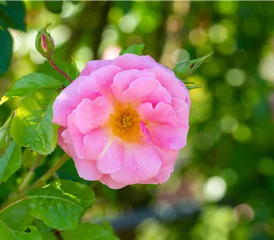 Rosa Bienenweide®Rosa Rosa Bienenweide®Rosa