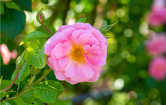 Rosa Bienenweide®Rosa Rosa Bienenweide®Rosa