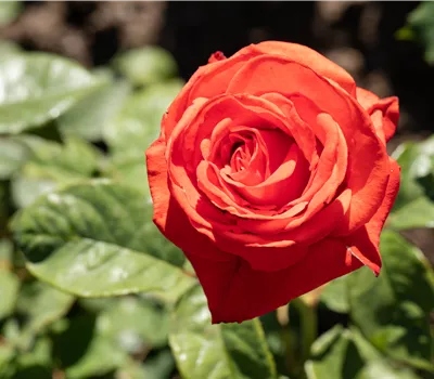 Rosa 'Duftwolke' Rosa 'Duftwolke'