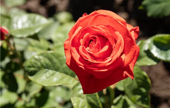 Rosa 'Duftwolke' Rosa 'Duftwolke'