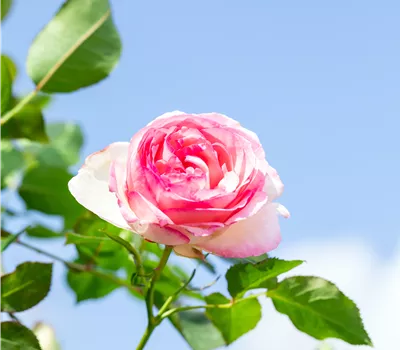 Rosa 'Eden Rose 85'® Rosa 'Eden Rose 85'®