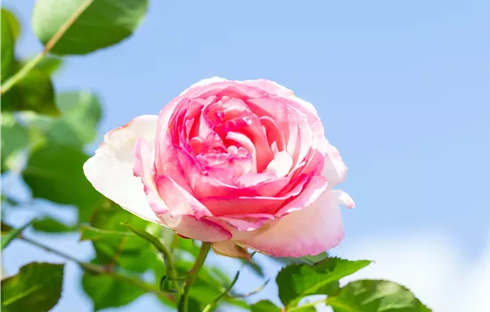 Rosa 'Eden Rose 85'® Rosa 'Eden Rose 85'®